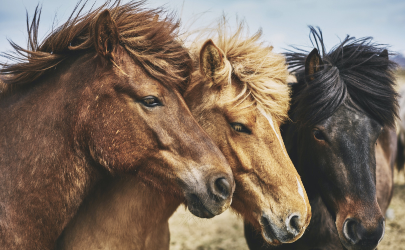 Realizacja strony www dla hotelu i restauracji Siedlisko Janczar